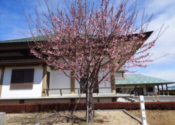 今月はもう春のお彼岸ですね～